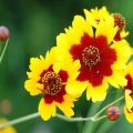 Plantación y cuidado de coreopsis perennes, TOP 25 variedades