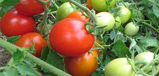 Description of the tomato variety Milashka, its characteristics and yield