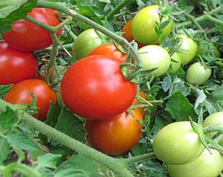 Description de la variété de tomate Milashka, ses caractéristiques et son rendement