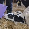 Scheme and rules for feeding newborn calves at home