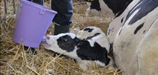 Scheme and rules for feeding newborn calves at home