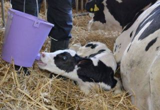 Skim dan peraturan untuk memberi makan anak lembu yang baru lahir di rumah