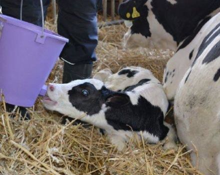 Schéma et règles pour nourrir les veaux nouveau-nés à la maison