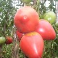 Description de la variété de tomate Eagle Heart, caractéristiques de culture et d'entretien