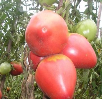 Descrição da variedade de tomate Eagle Heart, características de cultivo e cuidado