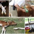 Signs of white muscle disease in calves and home treatment