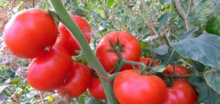 Beschrijving en kenmerken van de tomatenvariëteit Korneevsky