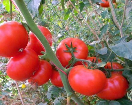 Description et caractéristiques de la variété de tomate Korneevsky