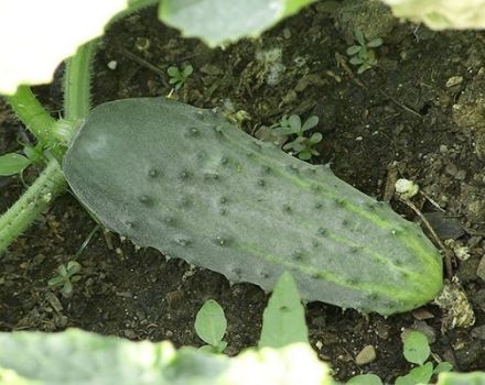 Description and cultivation of cucumbers varieties Petersburg Express f1