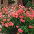 Description of varieties of spray roses, rules for planting and care in the open field