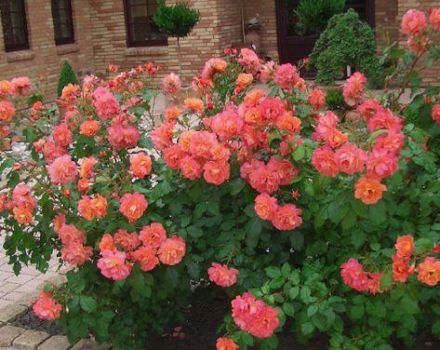 Description des variétés de rosiers à pulvériser, règles de plantation et d'entretien en plein champ