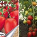 Penerangan mengenai varieti tomato Tsar Peter dan ciri-cirinya