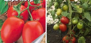 Description of the tomato variety Tsar Peter and its characteristics