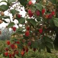 Descripción de variedades de frambuesas rojas, las mejores especies de frutos grandes y remontantes.