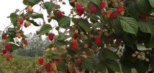 Descripción de variedades de frambuesas rojas, las mejores especies de frutos grandes y remontantes.