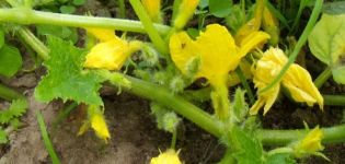 Pourquoi les melons ne sont pas attachés et les fleurs vides sont dessus, raisons et que faire