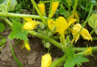 Por qué los melones no están atados y hay flores vacías sobre ellos, razones y qué hacer.