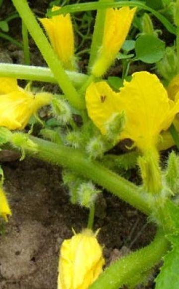 Por qué los melones no están atados y hay flores vacías sobre ellos, razones y qué hacer.