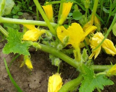 Why melons are not tied and empty flowers are on them, reasons and what to do