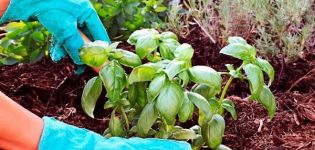 How to properly grow and care for basil in a greenhouse