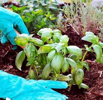 Cómo cultivar y cuidar adecuadamente la albahaca en un invernadero.