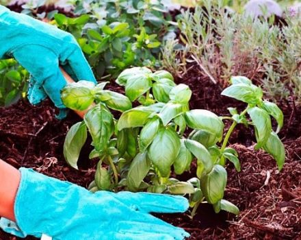 How to properly grow and care for basil in a greenhouse