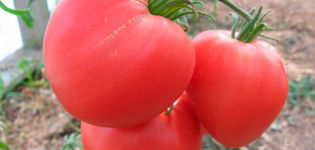 Description de la variété, des caractéristiques et des caractéristiques de la culture du cœur rose de tomate