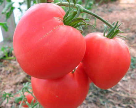 Descripción de la variedad, características y características del cultivo de tomate Corazón rosa.