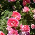 Description of varieties of roses Spray, planting and care in the open field for beginners