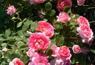 Description des variétés de roses Spray, plantation et entretien en plein champ pour les débutants