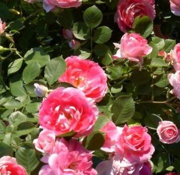 Description of varieties of roses Spray, planting and care in the open field for beginners