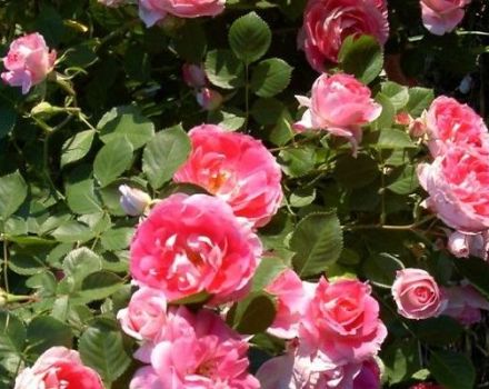 Description des variétés de roses Spray, plantation et entretien en plein champ pour les débutants