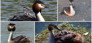 Description et habitats du canard crapaud, comportement et régime de la faune