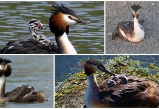 Beschreibung und Lebensräume von Giftpilzente, Wildtierverhalten und Ernährung