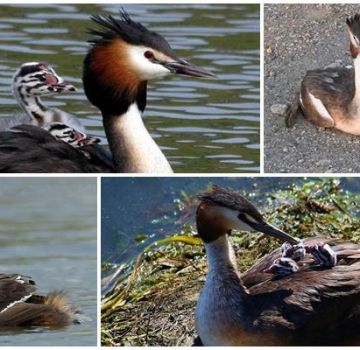 Description and habitats of toadstool duck, wildlife behavior and diet