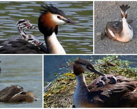 Description and habitats of toadstool duck, wildlife behavior and diet