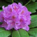 Medicinal properties and contraindications of rhododendron, use in traditional medicine