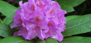 Propriétés médicinales et contre-indications du rhododendron, utilisation en médecine traditionnelle