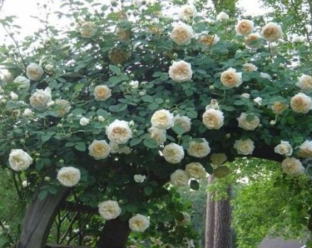 Description and characteristics of Claire Austin roses, cultivation technology