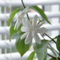 Description of indoor jasmine, reproduction and cultivation, how to care