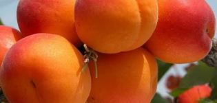 Description and characteristics of the Favorite apricot variety, history and features of cultivation