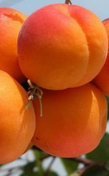 Description and characteristics of the Favorite apricot variety, history and features of cultivation