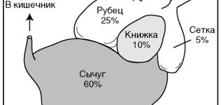 How many stomachs does a cow have, their names and functions, structure and location