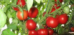 Characteristics and description of the Slasten tomato variety, its yield