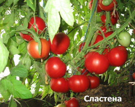 Características y descripción de la variedad de tomate Slasten, su rendimiento