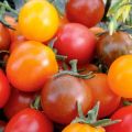 Description et caractéristiques de la variété de tomate Kish mish