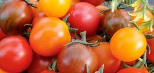 Description and characteristics of the tomato variety Kish mish