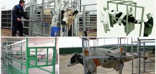 Drawings and dimensions of a split for cattle, how to make a machine with your own hands