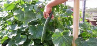 Description of the variety of cucumbers Emerald Stream, features of cultivation and care