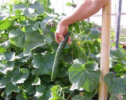 Description of the variety of cucumbers Emerald Stream, features of cultivation and care